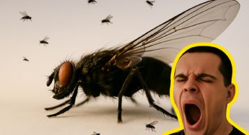 Esto le pasaría a tu cuerpo si comes accidentalmente una mosca, según estudios