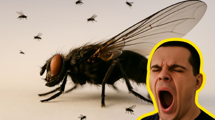 Esto le pasaría a tu cuerpo si comes accidentalmente una mosca, según estudios