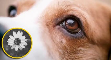 ¿Qué tan cierto es que los perros solo ven en blanco y negro?