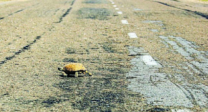 Alertan atropello de tortugas en Carretera Nacional de Nuevo Laredo