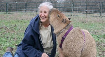 ¿Te gustaría tener un capibara como mascota?: el trámite es gratis; conoce los requisitos