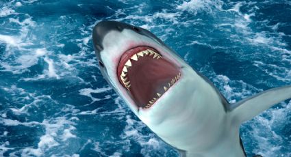 Enorme tiburón ataca a niña de 9 años de edad; le arrancó parte de la mano
