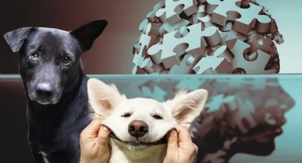 ¿Los perros pueden sentir la tristeza y el estrés de sus dueños?, esto dice la ciencia