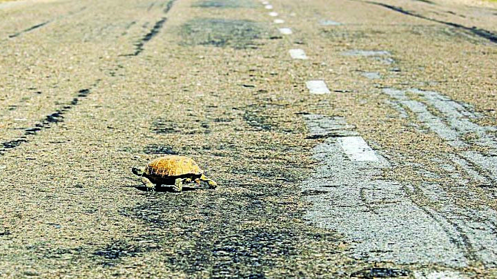 Alertan atropello de tortugas en Carretera Nacional de Nuevo Laredo