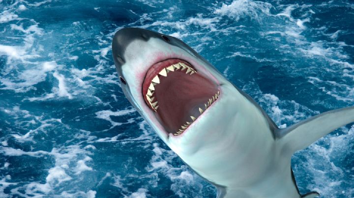 Enorme tiburón ataca a niña de 9 años de edad; le arrancó parte de la mano