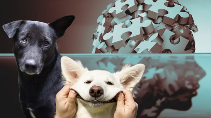 ¿Los perros pueden sentir la tristeza y el estrés de sus dueños?, esto dice la ciencia