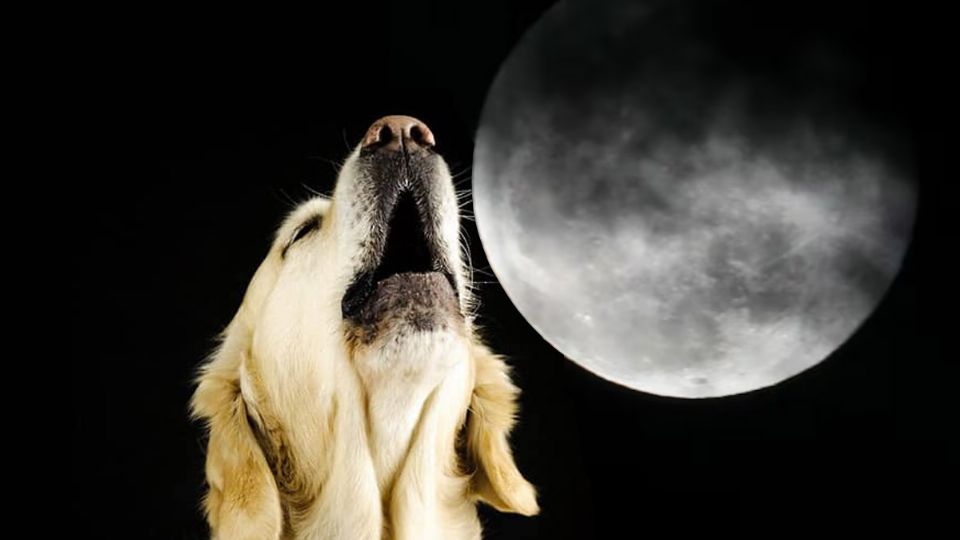 Los perros aúllan por estas razones durante la noche