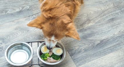 ¿Qué comida provisional puedes darle a tu perro si se te acaban las croquetas?