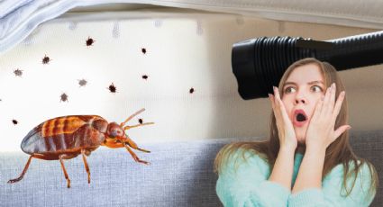 Esta ciudad de Estados Unidos está infestada de chinches, según un informe plagas