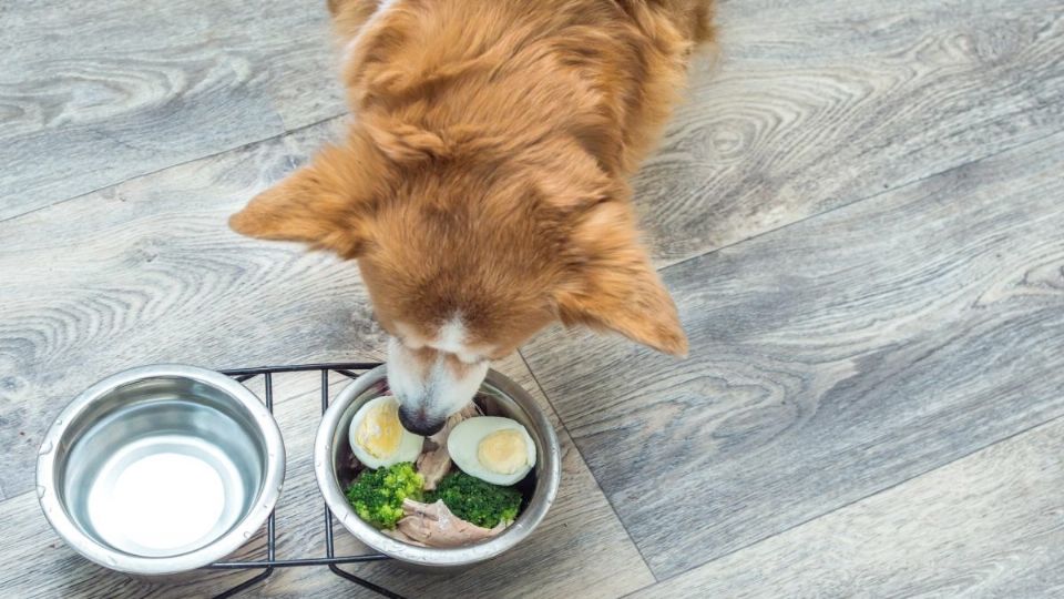 Alimentos que puede comer tu perro sin que le hagan daño.
