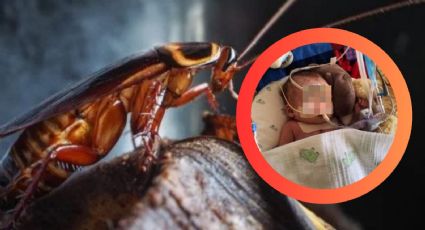 Cucarachas: ¿podrían estar enfermando a tus hijos?; estos son los graves riesgos de tenerlas en casa