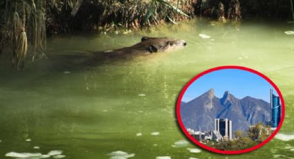 El animal de Nuevo León que está en peligro de extinción; vive en un lugar muy visitado