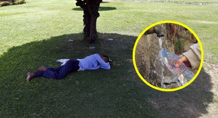 Árboles que necesitan poca agua para crecer y su sombra es muy abundante  