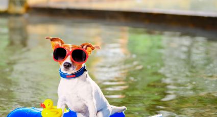 Canícula 2025 hará sufrir a tus mascotas; construye fácil y rápido una alberca para tus 'lomitos'