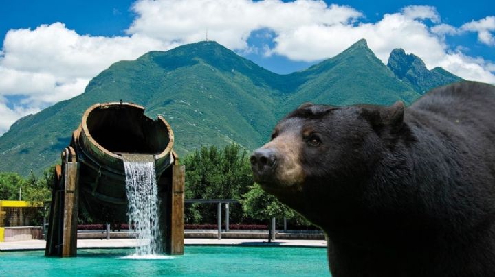 Especies de animales poco comunes que habitan en Nuevo León; seguro no las conocías