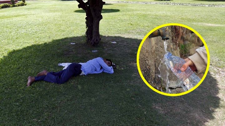 Árboles que necesitan poca agua para crecer y su sombra es muy abundante  