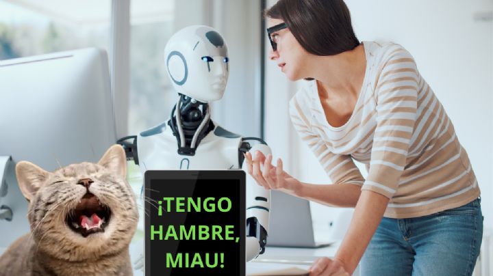 IA te ayuda a ‘traducir’ los maullidos de tu gato; ¿cómo funciona?