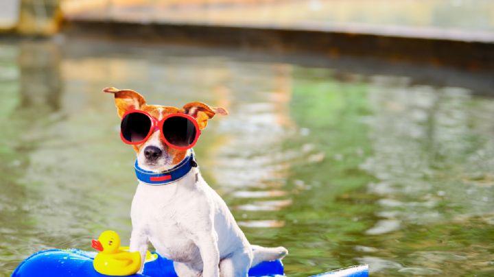 Canícula 2025 hará sufrir a tus mascotas; construye fácil y rápido una alberca para tus 'lomitos'