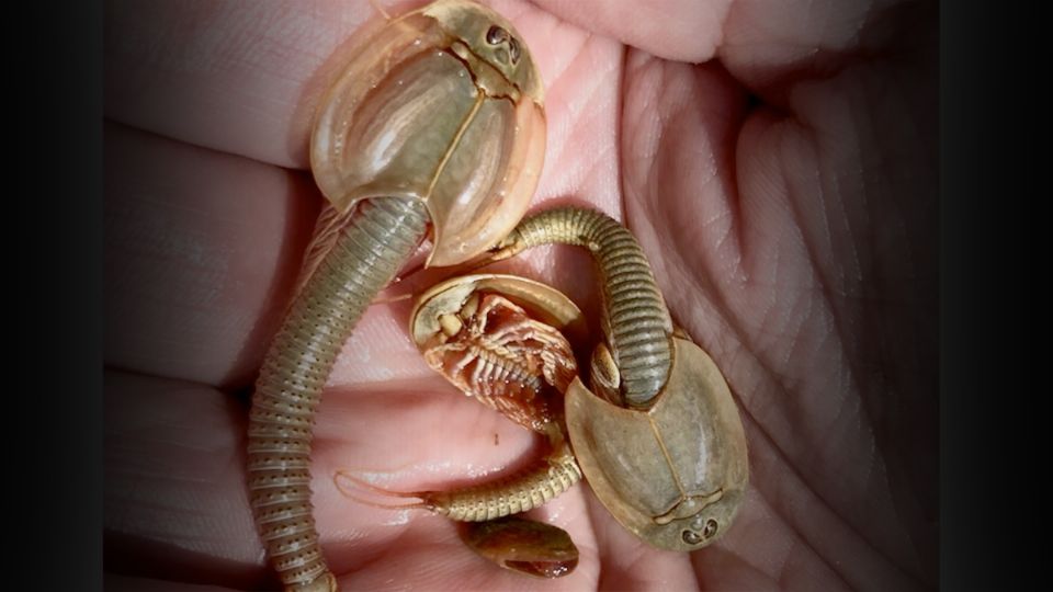 Triops, animalitos prehistóricos.
