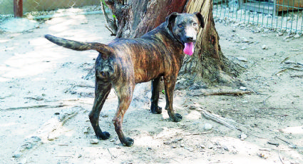 Continuarán esterilizaciones de animales callejeros en Nuevo Laredo