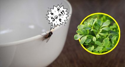 Planta aromática que te ayudará a mantener las moscas lejos de tu casa o patio