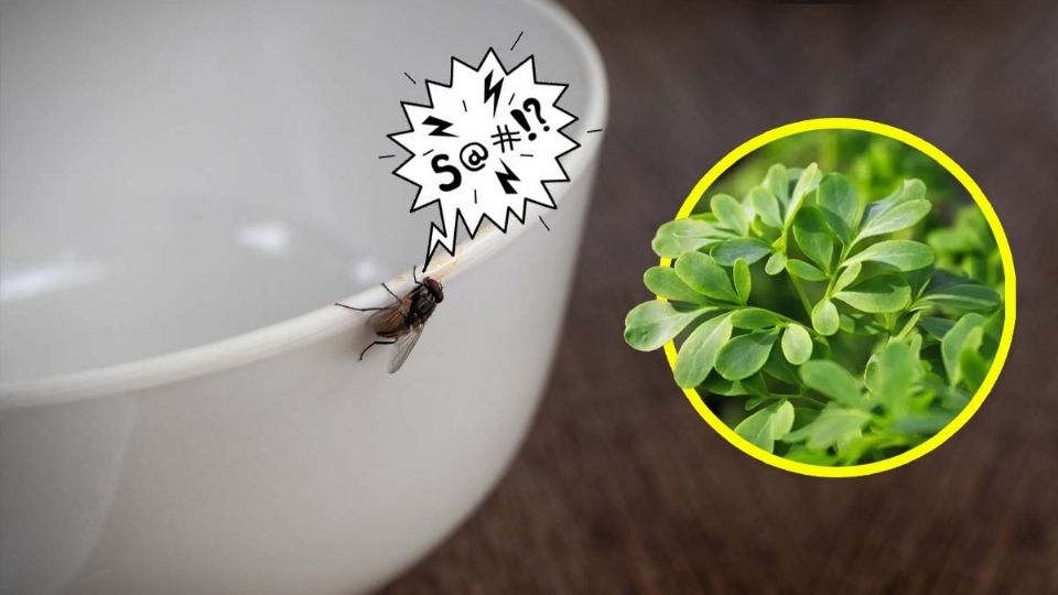 La planta además de alejar las moscas tiene propiedades curativas