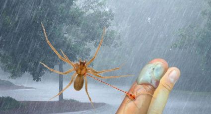 Araña violinista: ¿aumentan los riesgos de picadura durante la temporada de lluvias?