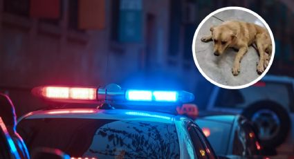 Maltrato animal: con violencia, obligan a un perrito a tomar alcohol | VIDEO