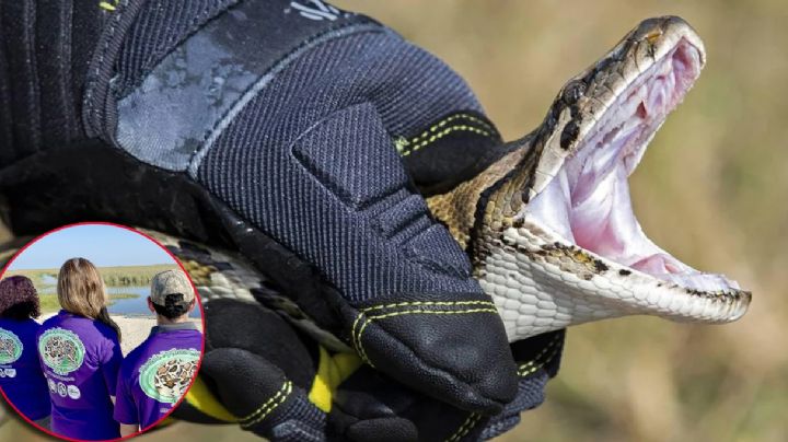 Ofrecen premio de 10 mil dólares por cazar serpientes pitones, ¿cuándo y dónde?
