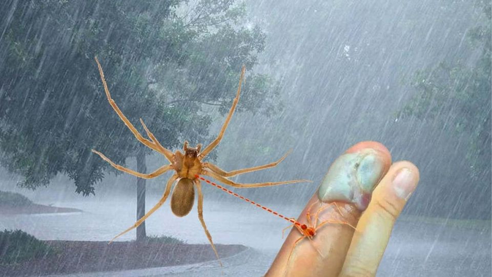 Así se ve una picadura de una araña violinista