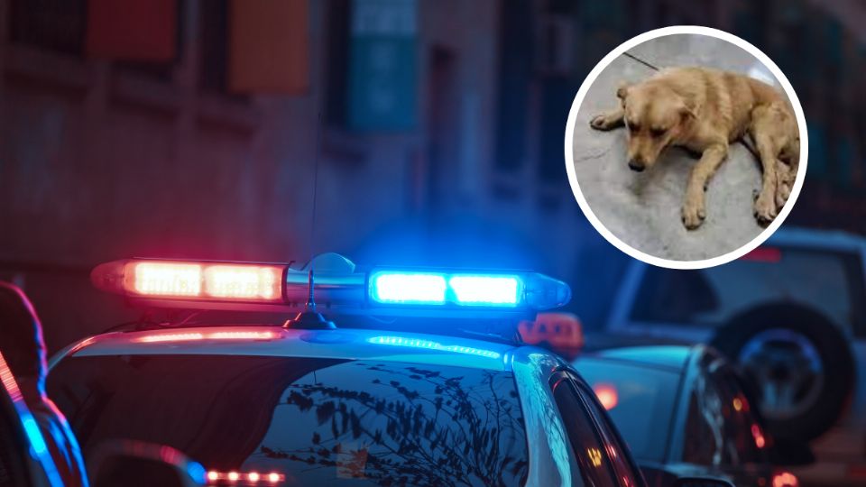 Las autoridades buscan a dos hombres por maltrato animal