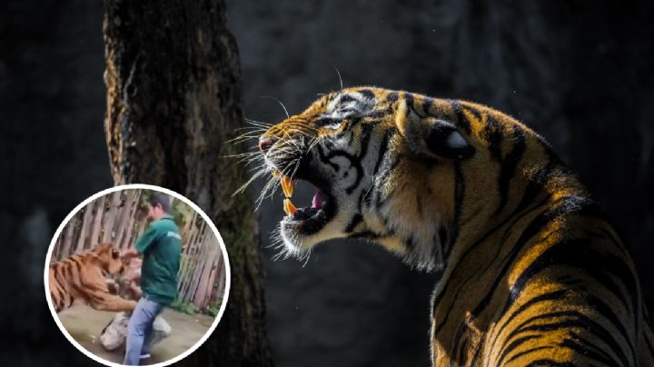 MOMENTO EXACTO en que tigre ataca a turista; buscaba tomarse una selfie