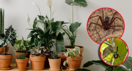 Estas 6 plantas ahuyentan a arañas peligrosas como la violinista y la viuda negra en temporada de lluvias