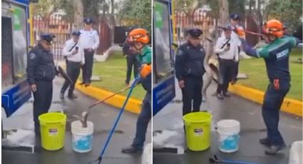 Hallan serpiente gigante en un jardín de una universidad en la CDMX | VIDEO