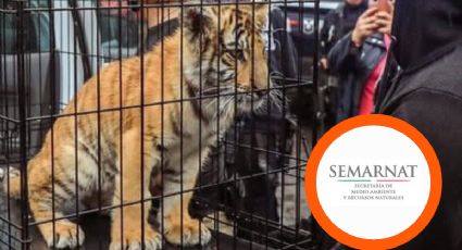 Rescatan a cachorro de tigre; dueño lo tenía ilegalmente en una taquería | VIDEO