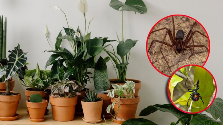 Estas 6 plantas ahuyentan a arañas peligrosas como la violinista y la viuda negra en temporada de lluvias