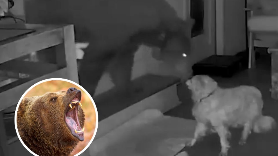 Un perro y un oso se encontraron cara a cara