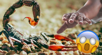 Así es el peligroso trabajo de los cazadores de alacranes; arriesgan su vida | VIDEO