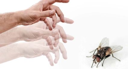 ¿Por qué es difícil atrapar una mosca con la mano, es verdad que nos ven en cámara lenta?