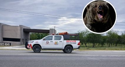 Enorme oso muere atropellado en carretera de Nuevo León; ¿qué pasó con el responsable?