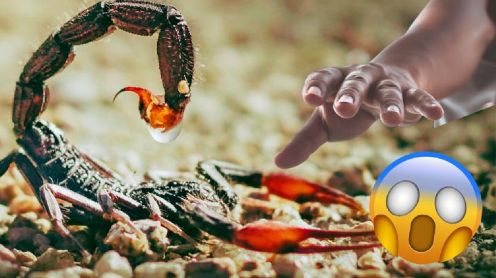 Así es el peligroso trabajo de los cazadores de alacranes; arriesgan su vida | VIDEO