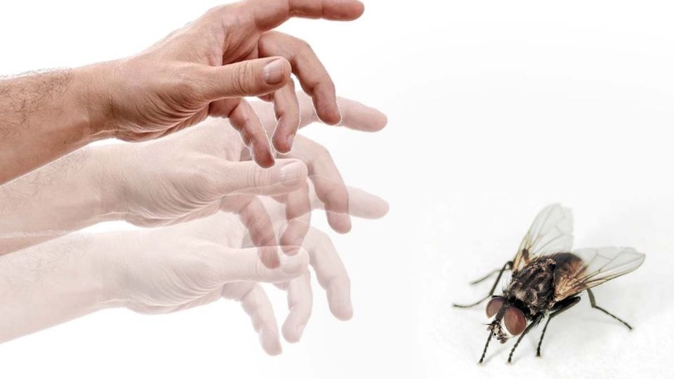 Las moscas preciben el mundo muy diferente a como lo ven los humanos