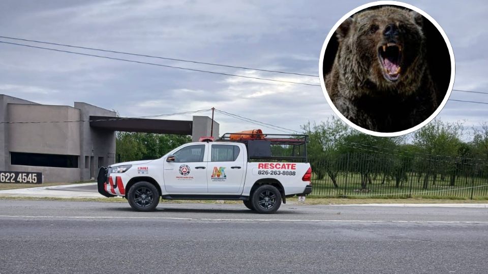 El oso buscó cruzar la carretera y fue atropellado