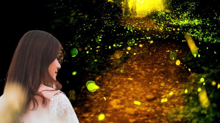 Temporada de Luciérnagas 2025: ¿dónde podrás ver este gran espectáculo de miles luces naturales?
