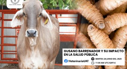 Dará la UAT conferencias sobre gusano barrenador y su impacto en la salud pública