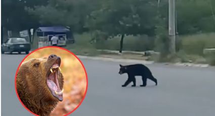 Captan a oso buscando comida en Nuevo León; genera psicosis entre vecinos | VIDEO