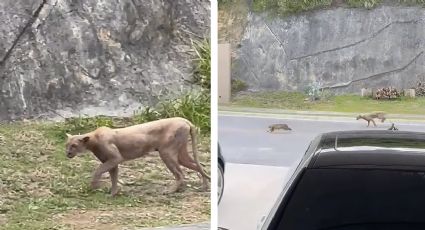 Puma hambriento aterra a habitantes de una colonia en Monterrey; caza y devora a un gatito | VIDEO