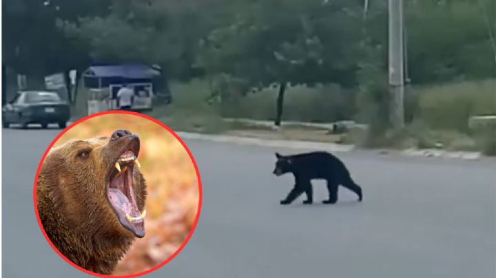 Captan a oso buscando comida en Nuevo León; genera psicosis entre vecinos | VIDEO
