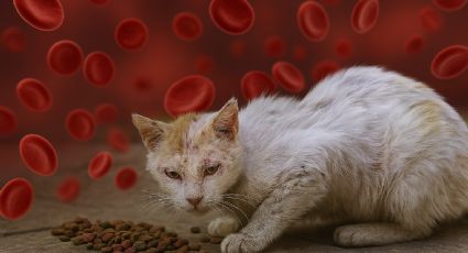 ¿Tu gatito está decaído?, podría tener SIDA felino y no lo sabes; una mordida podría cambiarlo todo