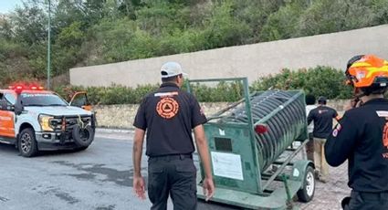¿Ya atraparon al puma suelto en Monterrey?; hay temor entre los habitantes de la zona